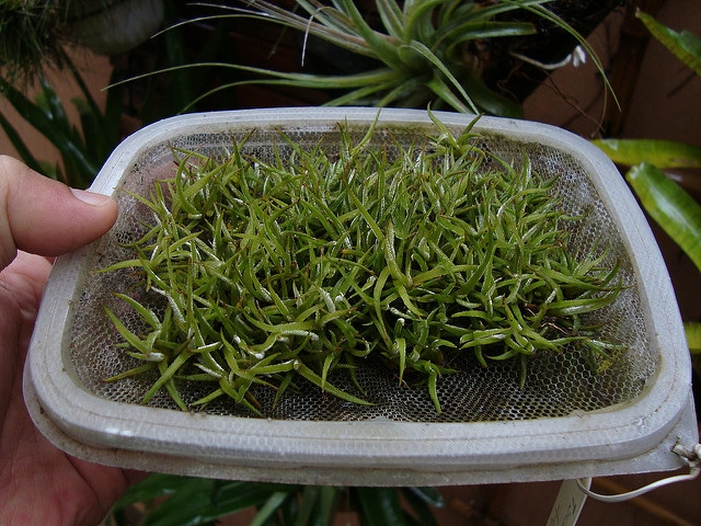 Tillandsia schiedeana