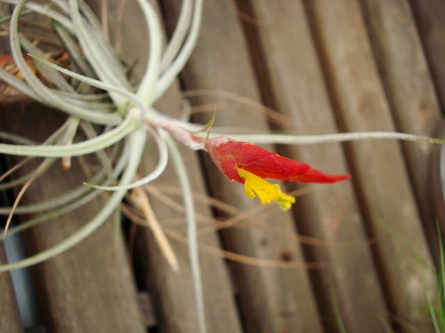 Tillandsia schiedeana