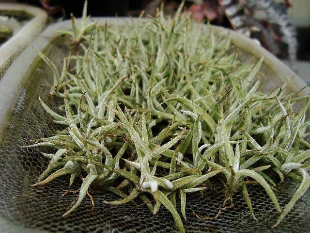 Tillandsia schiedeana (Tillandsia schiedeana)