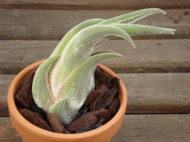 Tillandsia seleriana
