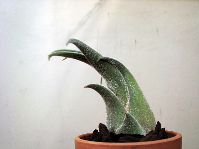 Tillandsia seleriana