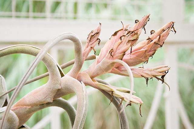 Tillandsia seleriana