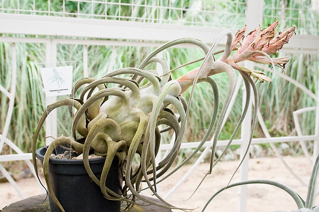 Tillandsia seleriana (Tillandsia seleriana)