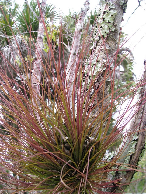Tillandsia setacea