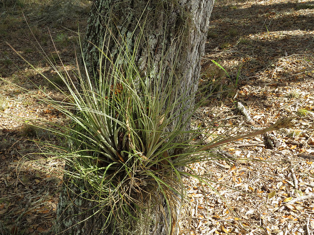 Tillandsia setacea