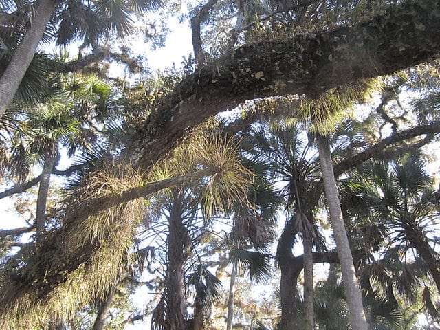 Tillandsia setacea