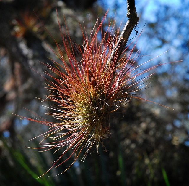 Tillandsia setacea (Tillandsia setacea)