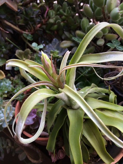 Tillandsia streptophylla