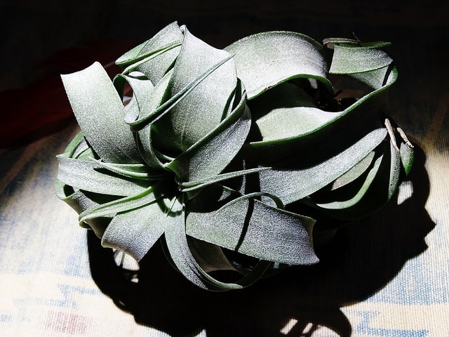 Tillandsia streptophylla