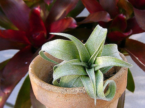 Tillandsia streptophylla