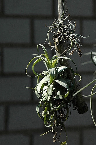 Tillandsia streptophylla