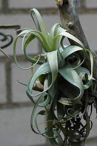 Tillandsia streptophylla
