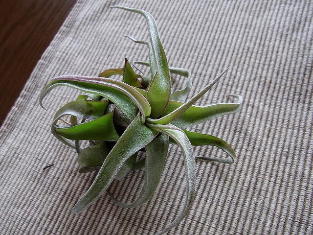 Tillandsia streptophylla (Tillandsia streptophylla)