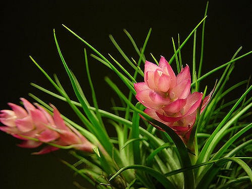 Tillandsia stricta