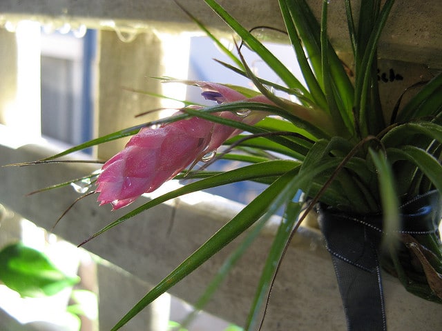 Tillandsia stricta
