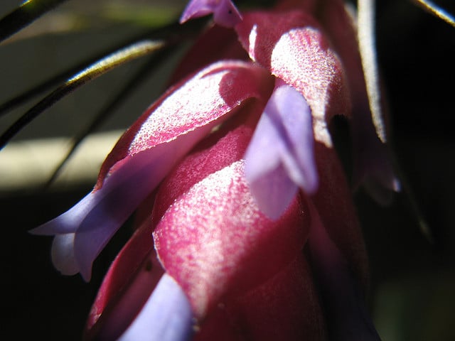 Tillandsia stricta