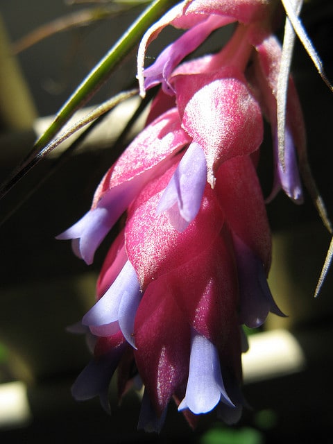 Tillandsia stricta