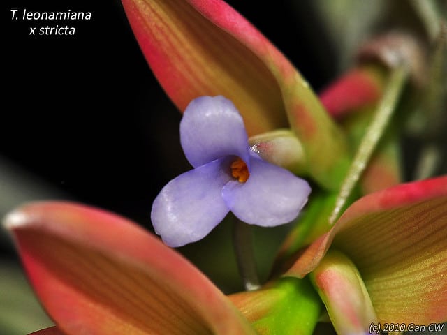 Tillandsia stricta (Tillandsia stricta)
