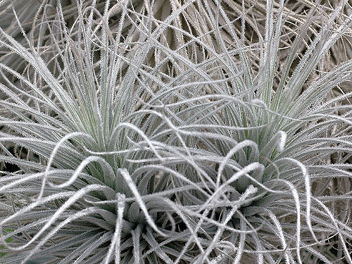 Tillandsia tectorum