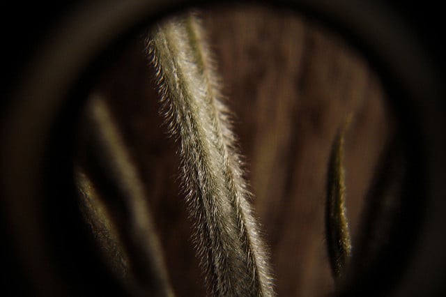 Tillandsia tectorum