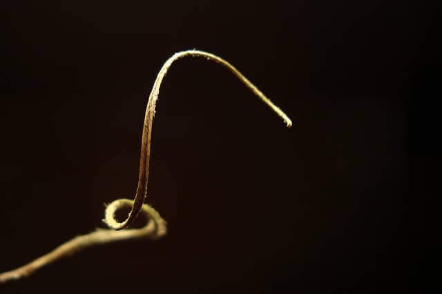 Tillandsia tectorum