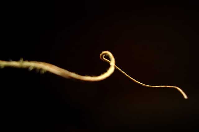 Tillandsia tectorum