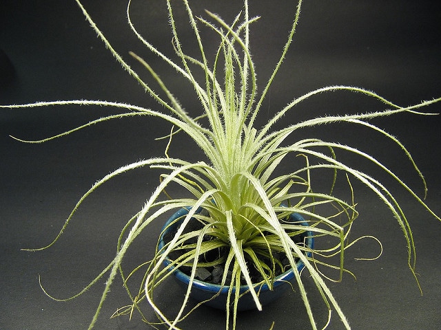 Tillandsia tectorum (Tillandsia tectorum)