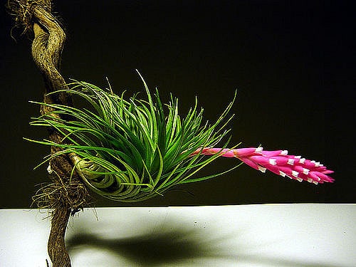 Tillandsia firmula