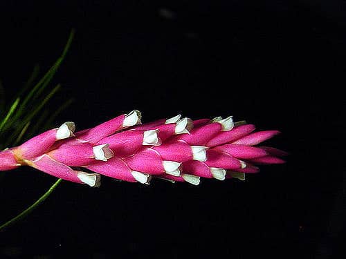 Tillandsia firmula