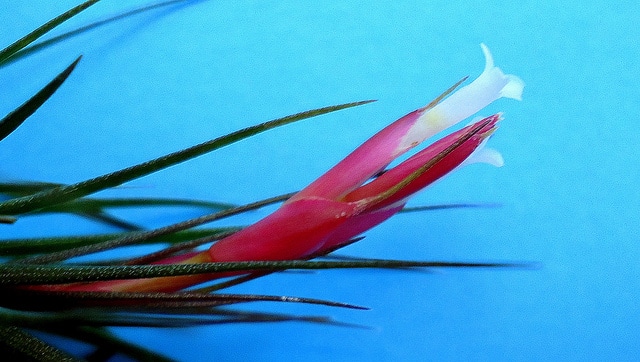 Tillandsia firmula