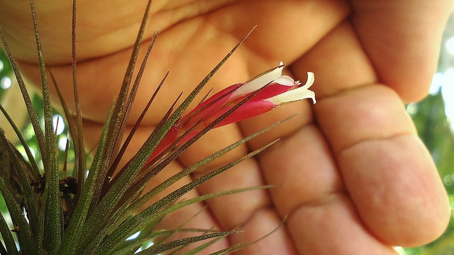 Tillandsia firmula