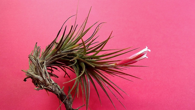 Tillandsia firmula