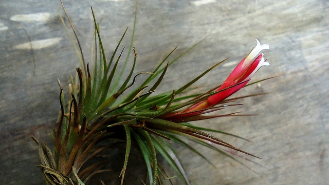 Tillandsia firmula (Tillandsia tenuifolia)