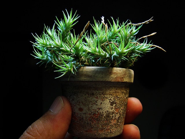 Tillandsia tricholepis (Tillandsia tricholepis)