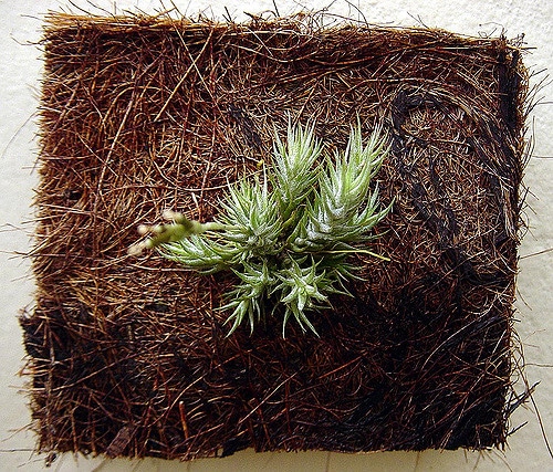 Tillandsia tricholepis