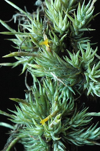 Tillandsia tricholepis