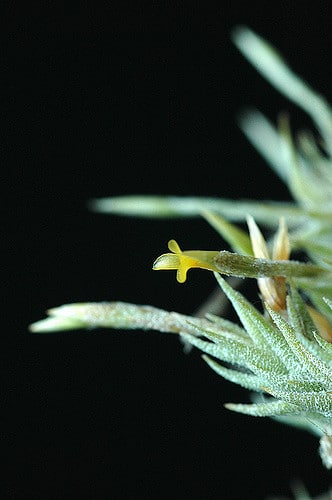 Tillandsia tricholepis