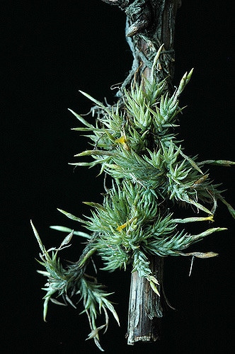 Tillandsia tricholepis