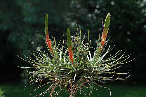 Tillandsie tricolore (Tillandsia tricolor)