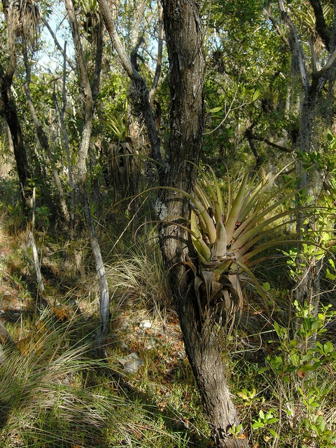 Tillandsia utriculata