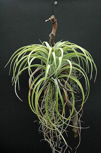 Tillandsia utriculata