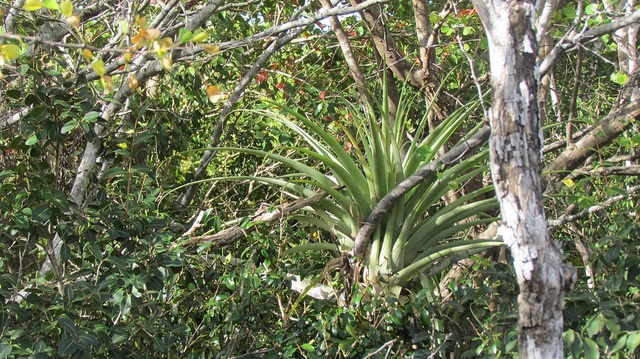 Tillandsia utriculata