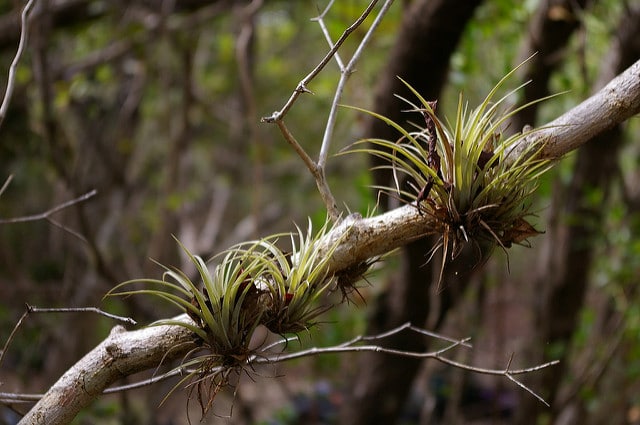Tillandsia utriculata (Tillandsia utriculata)