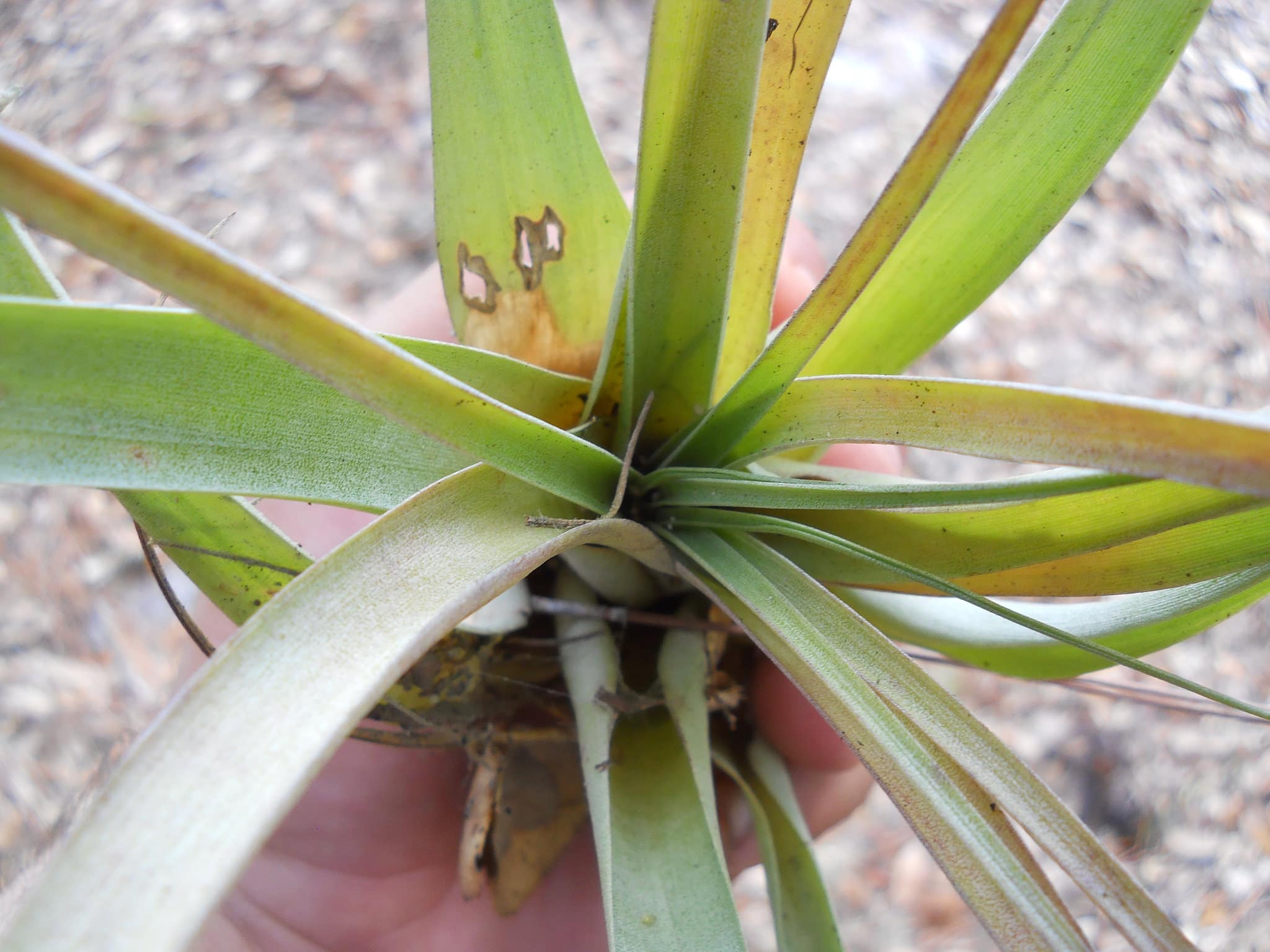 Tillandsia variabilis (Tillandsia variabilis)
