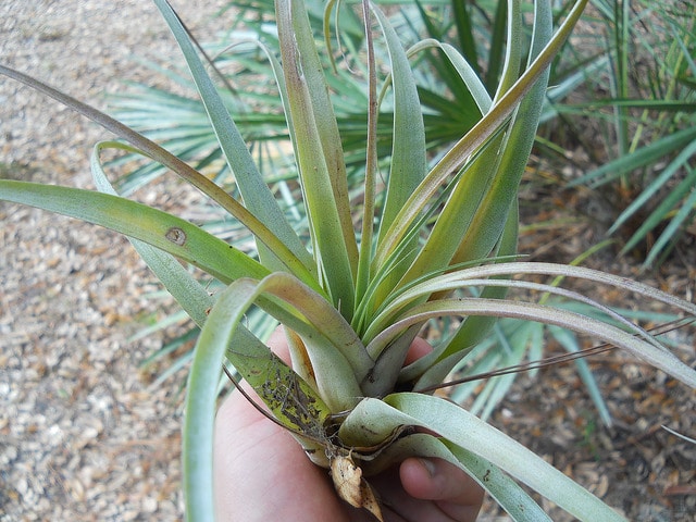 Tillandsia variabilis