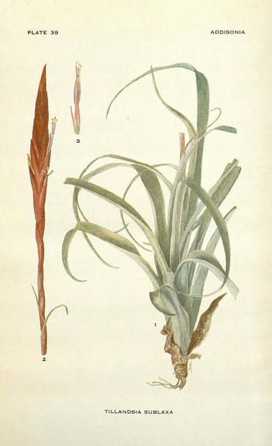 Tillandsia variabilis