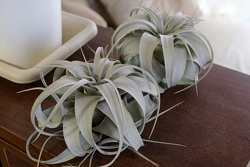 Tillandsia xerographica (Tillandsia xerographica)