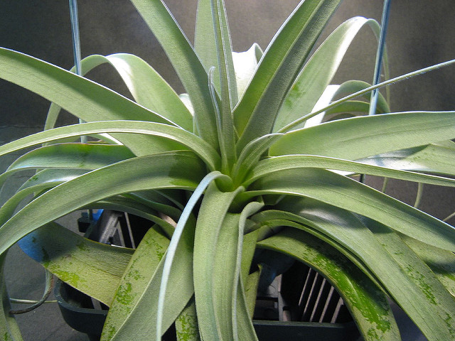 Tillandsia xerographica