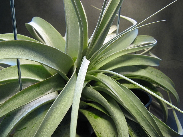 Tillandsia xerographica