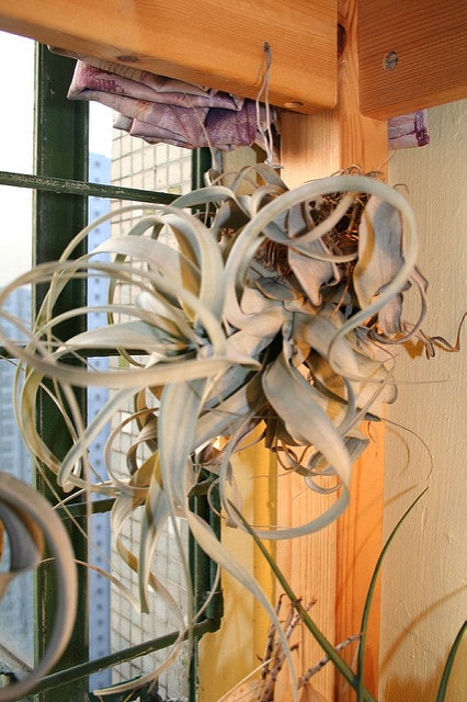 Tillandsia xerographica